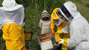 Abejas en Azuay