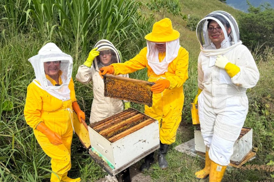 Abejas en Azuay