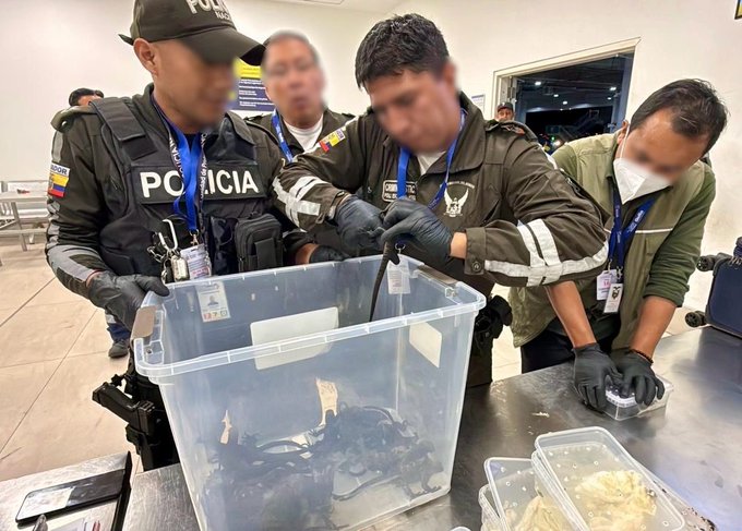Hallan iguanas en aeropuerto de Quito.